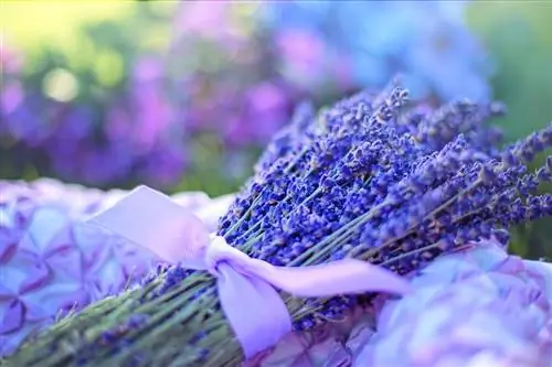 Papatahimikin ba ng Lavender ang Aking Aso? Mga Panganib & FAQ