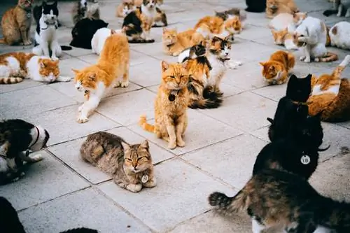 კატები შეფუთული ცხოველები არიან? მათი სოციალური სტრუქტურის გაგება