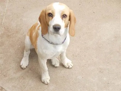 Hoe de oren van een beagles schoon te maken in 6 eenvoudige stappen