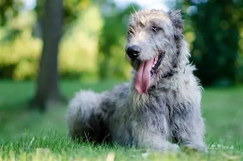 90 Populyar & Unikal İrlandiya Wolfhound Adları