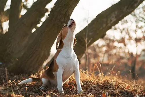 ¿Por qué aúllan los beagles? 6 razones comunes