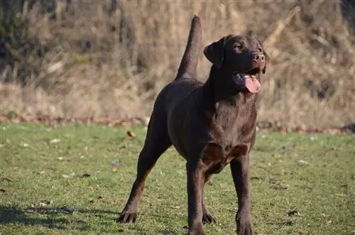 20 късокосмести породи кучета: Минимална поддръжка (със снимки)