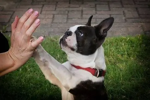 21 Bekalan Penting Boston Terrier untuk Memulakan Anda