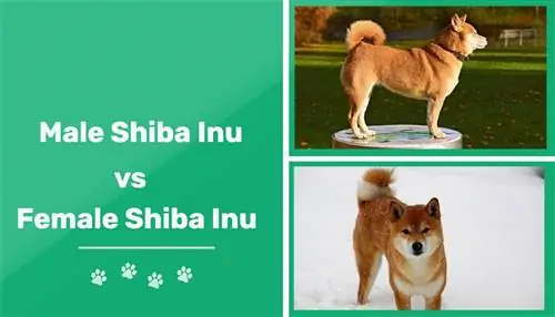 Bărbat vs. Femeie Shiba Inu: Diferențele (cu imagini)