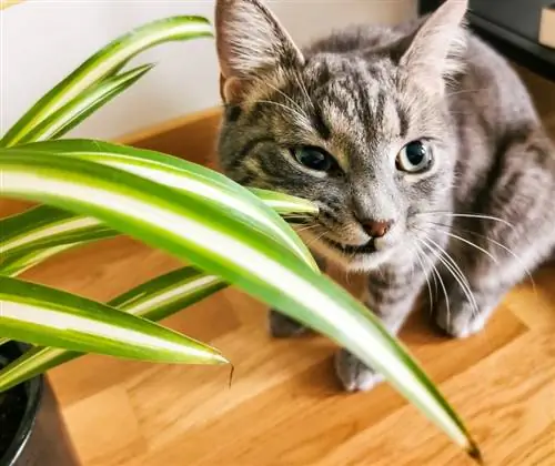 Les plantes araignées sont-elles toxiques pour les chats ? Faits revus par le vétérinaire