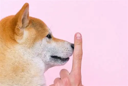 Hoe om 'n Shiba Inu op te lei: 12 belangrike wenke