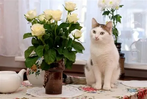 Är rosor giftiga för katter? Viktiga veterinärgranskade fakta & Överväganden