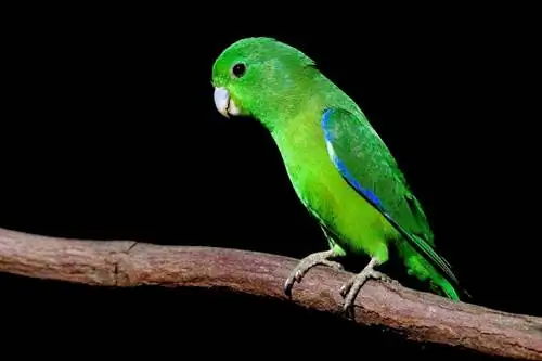 Blue-Winged Parrotlet: Tus Cwj Pwm, Khoom Noj & Kev Qhia Txog Kev Kho Mob (nrog duab)