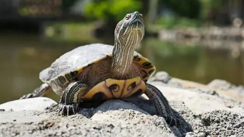 Er skildpadder krybdyr? Dyrlægeanmeldt taksonomi & Fakta