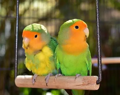 Lovebird Berwajah Persik: Kepribadian, Gambar, Makanan & Panduan Perawatan