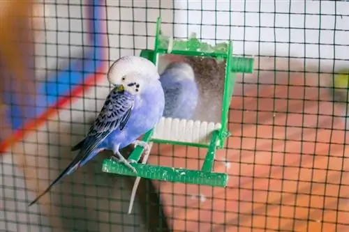 Purple Parakeet: Fakta, opprinnelse & Mer! (med bilder)