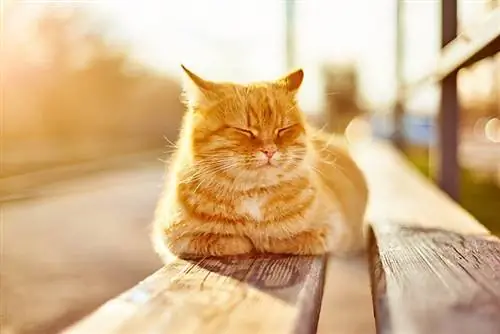 8 עצות בטיחות בקיץ לחתולים & תסמינים של מכת חום