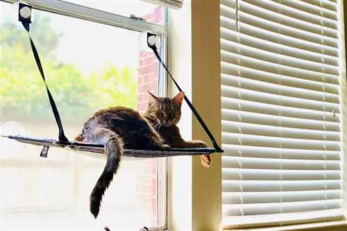 როგორ შევინარჩუნოთ კატა მაგარი ზაფხულის ცხელ ამინდში (ვეტერინარის პასუხი)