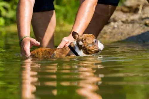 Ali bostonski terierji radi plavajo? Kako jim pomagati uživati v vodi