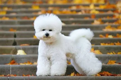 Wie groß ist ein Bichon Frise? Durchschnittsgewicht & Wachstumstabelle