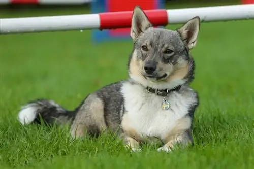 Panduan Breed Anjing Swedia Vallhund: Info, Gambar, Peduli & Selengkapnya