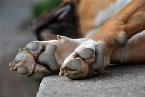 ทำไมสุนัขถึงไขว้อุ้งเท้า: 6 เหตุผลที่น่าจะเป็นไปได้