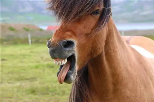 Mais de 100 nomes de cavalos engraçados: ideias para cômicos & Cavalos bobos