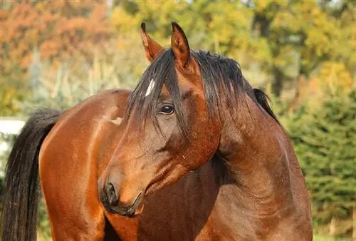 100+ mien hnedých koní: Nápady na prirodzené & opálené kone