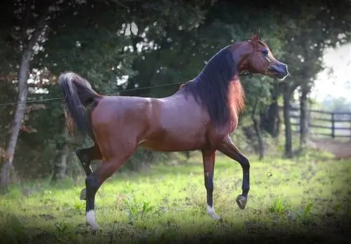 Peste 100 de nume de cai arabi: idei pentru cai distinși & Smooth Horses