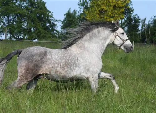100+ noms de chevaux gris : idées pour des chevaux aérés &