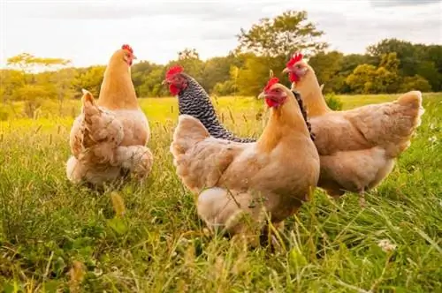 100+ kyllingnavn: ideer til cooky & vennlige kyllinger