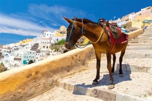 Més de 100 noms de cavalls grecs: idees per a cavalls resistents & Momentous Horses