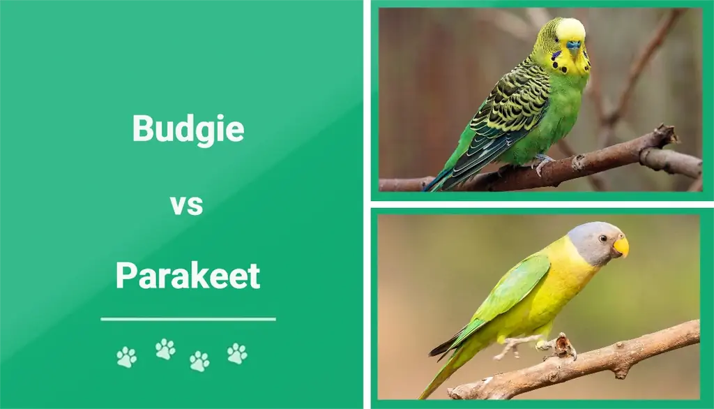 Budgie vs. Parakeet: Hvad er forskellen? (Med billeder)