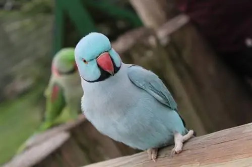 Muhabbet Kuşu (Parakeet): Bilgi, Resimler, Bakım Rehberi, Mizaç & Özellikler