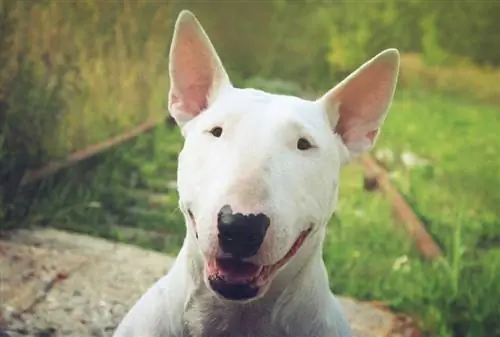ბულტერიერის ძაღლის ჯიშის გზამკვლევი: ინფორმაცია, სურათები, მოვლა & მეტი