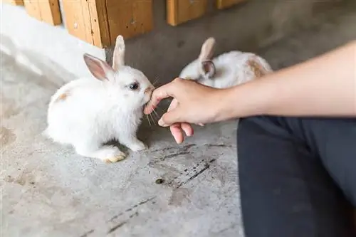 Hvad skal man gøre, hvis en kanin bider dig: 5 ting at gøre, tip til forebyggelse & FAQ