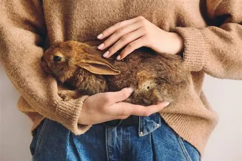 ทำไมกระต่ายถึงกัดเสื้อผ้าของคุณ? 12 เหตุผลที่เป็นไปได้ & เคล็ดลับการป้องกัน