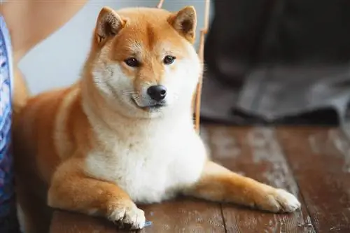 Shiba Inu Hunderaceguide: Info, billeder, pleje & Mere