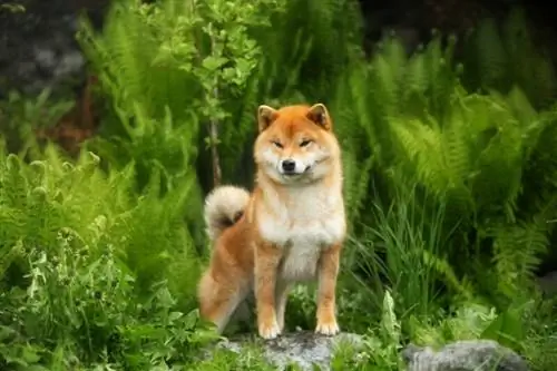 10 Shiba Inu-kleuren: inclusief zeldzame jassen (met afbeeldingen)