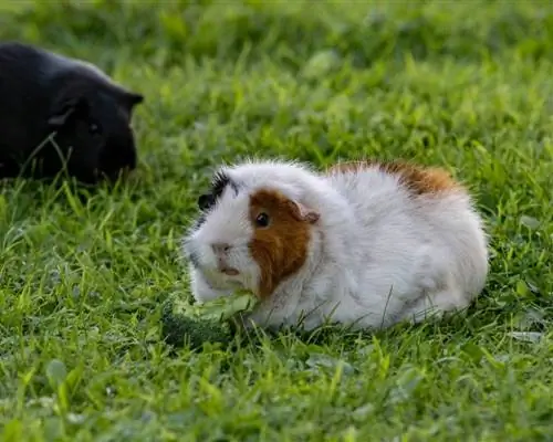 Lợn Guinea có thể ăn bông cải xanh không? Những gì bạn cần biết