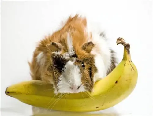 هل تستطيع خنازير غينيا أكل الموز؟ ما تحتاج إلى معرفته