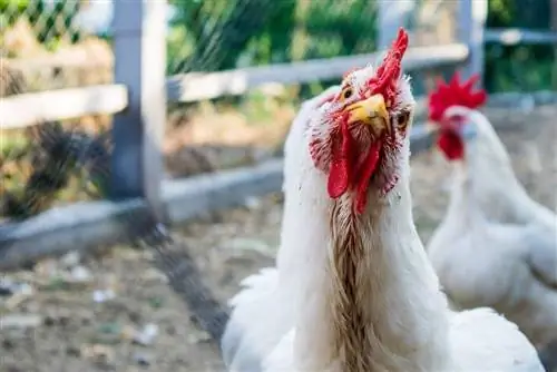 100+ αστεία ονόματα κοτόπουλου: Ιδέες για ανόητα & κωμικά κοτόπουλα