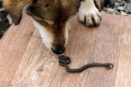 Kan en hund lukta ormar? Hundfakta & Vanliga frågor