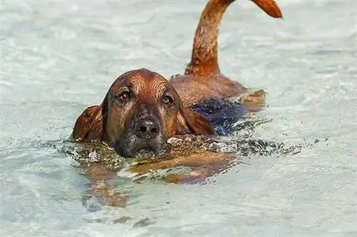 Vai visi suņi var peldēt? Fakti par drošību ūdenī suņiem & FAQ