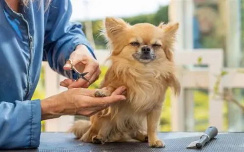 Ինչպես կտրել մազերը շների թաթերին. 8 փորձագետների խորհուրդներ և խորհուրդներ