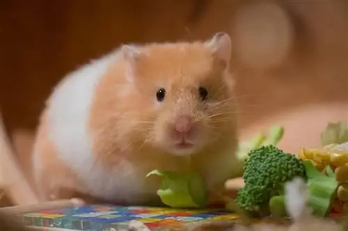 Ano ang Kinakain ng Hamsters? Ang Mga Nangungunang Pagkain Para sa Iyong Hamster