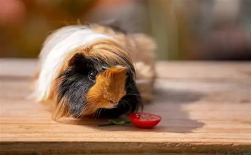 Maaari bang kumain ng mga kamatis ang Guinea Pig? Anong kailangan mong malaman