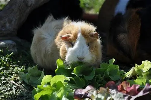Què mengen els conillets d'índies? Els millors aliments per alimentar la teva Guinea