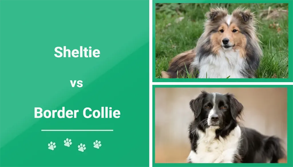 Sheltie vs Border Collie. հիմնական տարբերությունները (նկարներով)