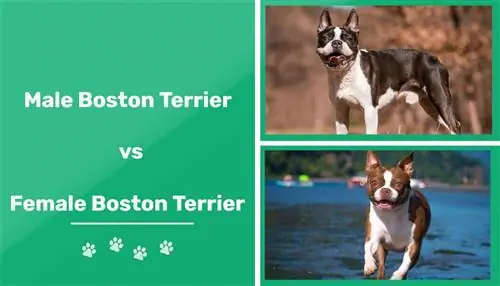 Mascle vs femení Boston Terrier: les diferències (amb imatges)