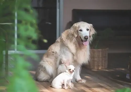 Ar mažas šuo gali pastoti nuo didelio šuns? Ką tu turi žinoti