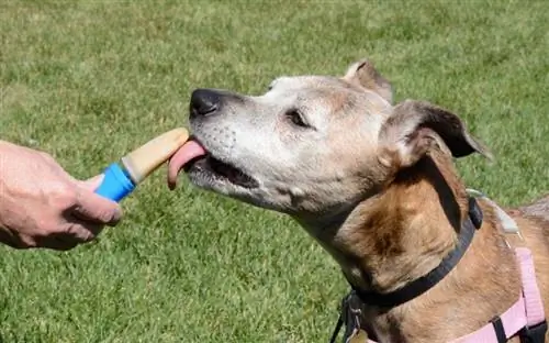 10 Receitas de Picolés para Cachorros para o Verão (Com Fotos)