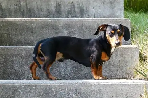 15 стандарт, гайхалтай Dachshund өнгө (зурагтай)