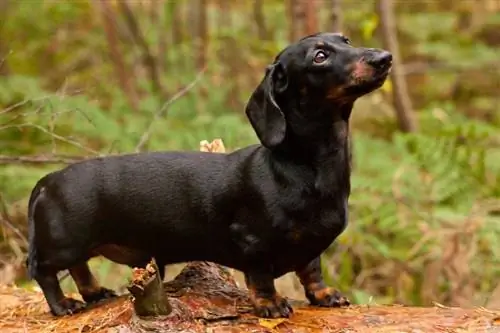 Бяцхан Dachshund нохойн үүлдрийн гарын авлага: Мэдээлэл, зураг, арчилгаа & Дэлгэрэнгүй