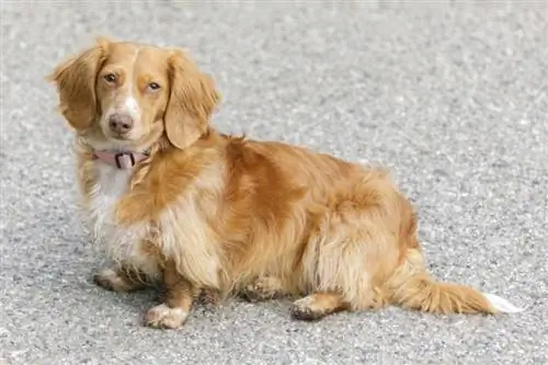 Uzun Saçlı Mini Dachshund: Faktlar, Mənşəyi & Tarix (Şəkillərlə)